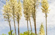 Agaven & Kakteen, Agaven  - Yucca  Seifenbaum Yucca 01.JPG