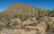 Arizona, Northcentral-Eastern - Tucson  Saguaro Nationall Park, Tucson Mountain District 01.JPG