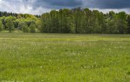 Blumenwiese 05.JPG