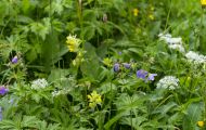 Blumenwiese 07.JPG