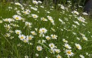 Blumenwiese 14.JPG