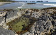British Columbia, Vancouver Island - Tofino  McKenzie Beach 04.JPG