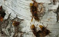 Fluginsekten, Neuflügler - Hautflügler   Hornisse_Vespa crabro_Hornet 02.JPG