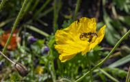 Fluginsekten, Neuflügler - Hautflügler  Honigbiene_Apis_Honeybee 05.JPG