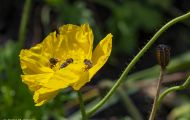 Fluginsekten, Neuflügler - Hautflügler  Honigbiene_Apis_Honeybee 06.JPG