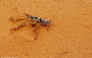 Fluginsekten, Neuflügler - Heuschrecken  Kurzfühlerschrecke_Trimerotropis pallidipennis_Pallid-Winged Grasshopper 02.JPG
