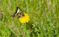 Fluginsekten, Neuflügler - Schmetterlinge  Westlicher Tigerschwalbenschwanz_Papilio canadensis_Canadian Tiger Swallowtail 04.JPG