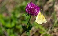 Fluginsekten, Neuflügler - Schmetterlinge Postillion_Colias crocea_Clouded Yellow 04.JPG
