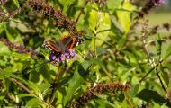 Fluginsekten, Neuflügler - Schmetterlinge Roter Admiral_Vanessa atalanta_Red Admiral 01.JPG