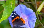 Fluginsekten, Neuflügler - Schmetterlinge Roter Admiral_Vanessa atalanta_Red Admiral 09.JPG
