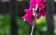 Gärten & Parks - Blumenbeete Bunte Mischung 28.JPG