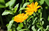 Gärten & Parks - Blumenbeete Bunte Mischung 29.JPG