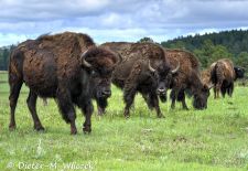North American Bison - Bison bull in the prairie grass, Yellowstone National Park.JPG