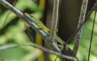 Reptilien, Echsen - Rotkehlanolis_Anolis carolinensis_Florida Green Lizzard 02.JPG