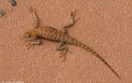 Reptilien, Echsen - Wüstenstachelleguan_Sceloporus occidentalis_Western Fence Lizzard 04.JPG