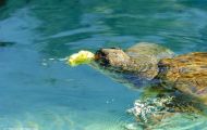 Reptilien, Schildkröten - Unechte Karettschildkröte_Caretta caretta_Loggerhead Turtle 04.JPG