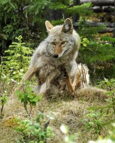 Tiere der kanadischen Rocky Mountains - Kojote, Maligne Road.JPG