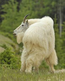 Tiere der kanadischen Rocky Mountains - Schneeziege, Mount Robson Provincial Park.JPG