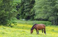 Tiere, Säugetiere - Huftiere  Bayerisches Warmblut_Bavarian Warmblood 02.JPG