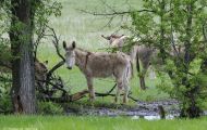Tiere, Säugetiere - Huftiere  Hausesel_Equus africanus asinus_Donkey (Burro) 02.JPG