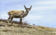 Tiere, Säugetiere - Huftiere  Rentier_Rangifer tarandus_Caribou 03.JPG
