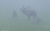Tiere, Säugetiere - Huftiere  Rothirsch_Cervus elaphus_Elk 06.JPG