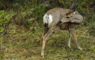 Tiere, Säugetiere - Huftiere  Weißwedelhirsch_Odocoileus virginianus_White-Tailed Deer 02.JPG