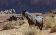 Tiere, Säugetiere - Huftiere  Wildpferde_Wildpferd_Mustang 02.JPG