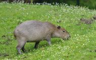 Tiere, Säugetiere - Nagetiere  Capybara_Hydrochaeris hydrochaeris_Capybara 02.JPG