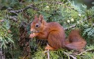 Tiere, Säugetiere - Nagetiere  Europäisches Eichhörnchen_Sciurus vulgaris_Eurasian Red Squirrel 05.JPG