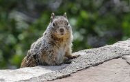 Tiere, Säugetiere - Nagetiere  Felsenziesel_Spermophilus variegatus_Rock Squirrel 06.JPG