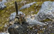 Tiere, Säugetiere - Nagetiere  Goldmantel-Ziesel_Spermophilus lateralis_Golden-mantled Ground Squirrel 04.JPG