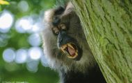 Tiere, Säugetiere - Primaten  Bartaffe_Macaca silenus_Lion-tailed Macaque 04.JPG