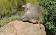 Tiere, Säugetiere - Primaten  Pavian_Papio_Baboon 02.JPG