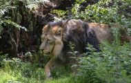 Tiere, Säugetiere - Raubtiere  Asiatischer Löwe_Panthera leo persica_Asiatic Lion 01.JPG