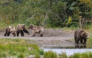 Tiere, Säugetiere - Raubtiere  Braunbär_Ursus arctos_Brown (Grizzly) Bear 03.JPG