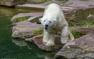 Tiere, Säugetiere - Raubtiere  Eisbär_Ursus maritimus_Polar Bear 08.JPG
