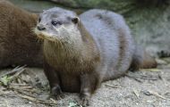 Tiere, Säugetiere - Raubtiere  Fischotter_Lutra lutra_Eurasian River Otter 06.JPG