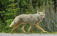 Tiere, Säugetiere - Raubtiere  Kojote_Canis latrans_Coyote 05.JPG