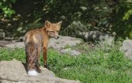 Tiere, Säugetiere - Raubtiere  Rotluchs_Lynx rufus_Bobcat 01.JPG