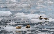 Tiere, Säugetiere - Raubtiere  Seehund_Phoca vitulina_Harbor Seal 03.JPG
