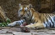 Tiere, Säugetiere - Raubtiere  Sibirischer Tiger_Panthera tigris altaica_Siberian Tiger 03.JPG