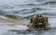 Tiere, Säugetiere - Raubtiere  Stellerscher Seelöwe_Eumetopias jubatus_ Steller's Sea Lion 10.JPG