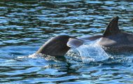 Tiere, Säugetiere -Zahn- & Bartenwale  Großer Tümmler_Tursiops truncatus_Bottle-Nosed Dolphin 07.JPG