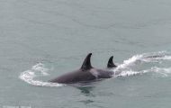 Tiere, Säugetiere -Zahn- & Bartenwale  Schwertwal_Orcinus Orca_Killer Whale 02.JPG