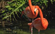 Tiere, Vögel - Flamingos  Orangenflamingo_aurantiaco phoenicopteris_Orange Flamingos 01.JPG