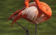Tiere, Vögel - Flamingos  Orangenflamingo_aurantiaco phoenicopteris_Orange Flamingos 02.JPG