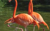 Tiere, Vögel - Flamingos  Orangenflamingo_aurantiaco phoenicopteris_Orange Flamingos 03.JPG