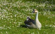 Tiere, Vögel - Gänsevögel  Höckergans_Anser cygnoides f. domestica_Knob Goose 01.JPG