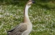 Tiere, Vögel - Gänsevögel  Höckergans_Anser cygnoides f. domestica_Knob Goose 04.JPG